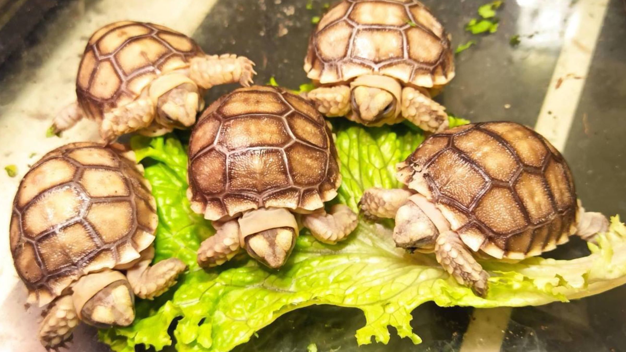 Уникальные черепашки родились в одесском зоопарке: видео вылупление малышей - Новости Одессы - Pets Уникальные черепашки родились в одесском зоопарке: видео вылупление малышей - Новости Одессы - Pets