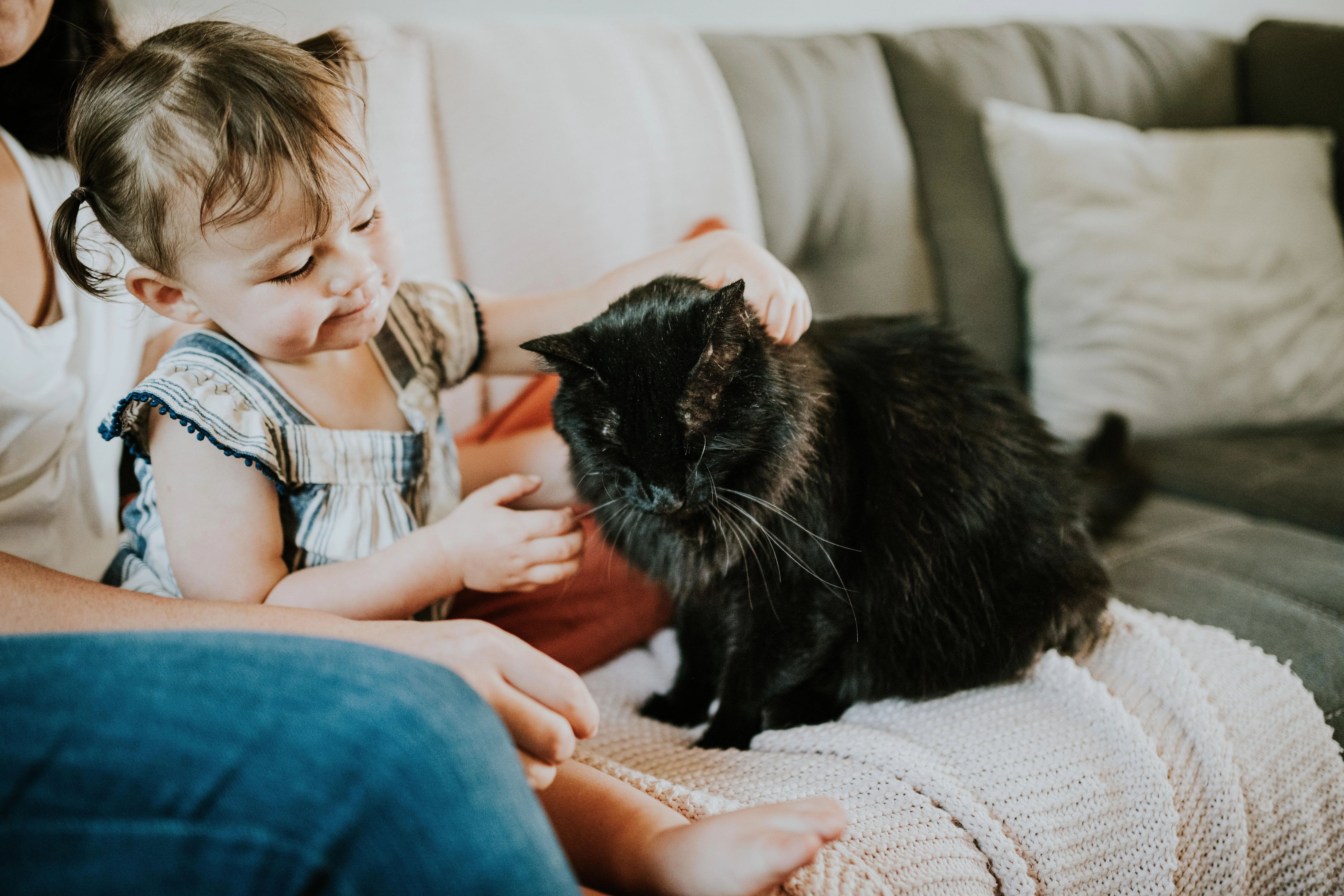 Коти піклуються про господарів