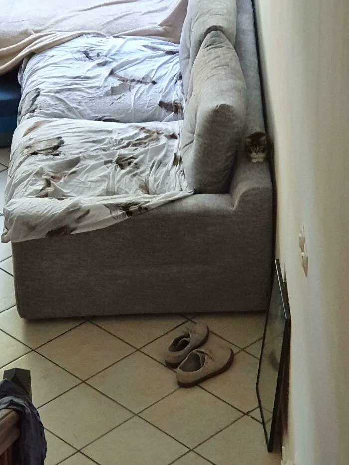 Нелегально маленькие котята Нелегально маленькие котята