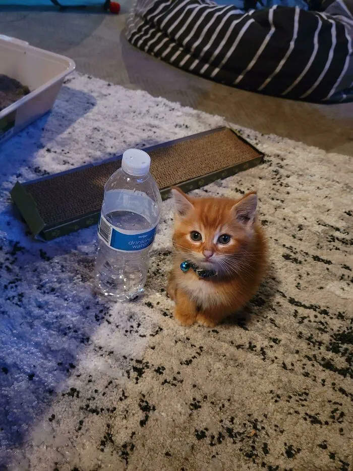 Нелегально маленькие котята Нелегально маленькие котята