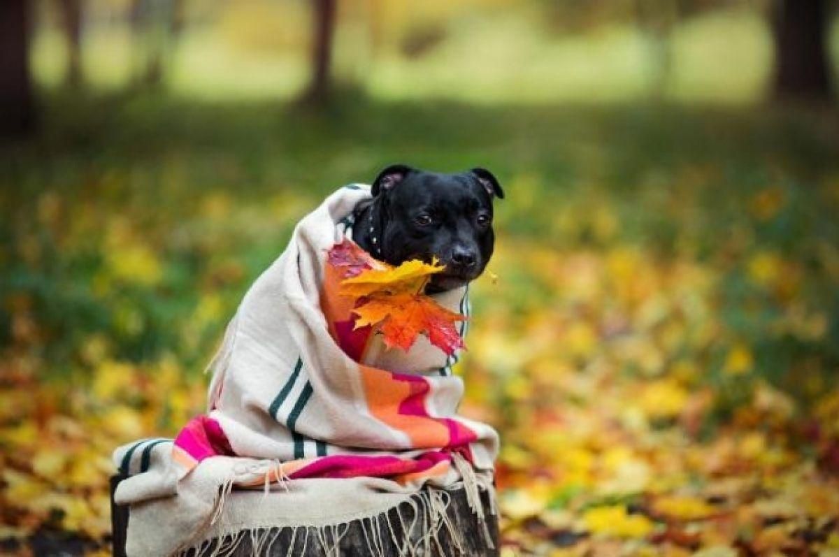 Погода на 13 листопада 2021 в Україні: що прогнозують синоптики Погода на 13 листопада 2021 в Україні: що прогнозують синоптики