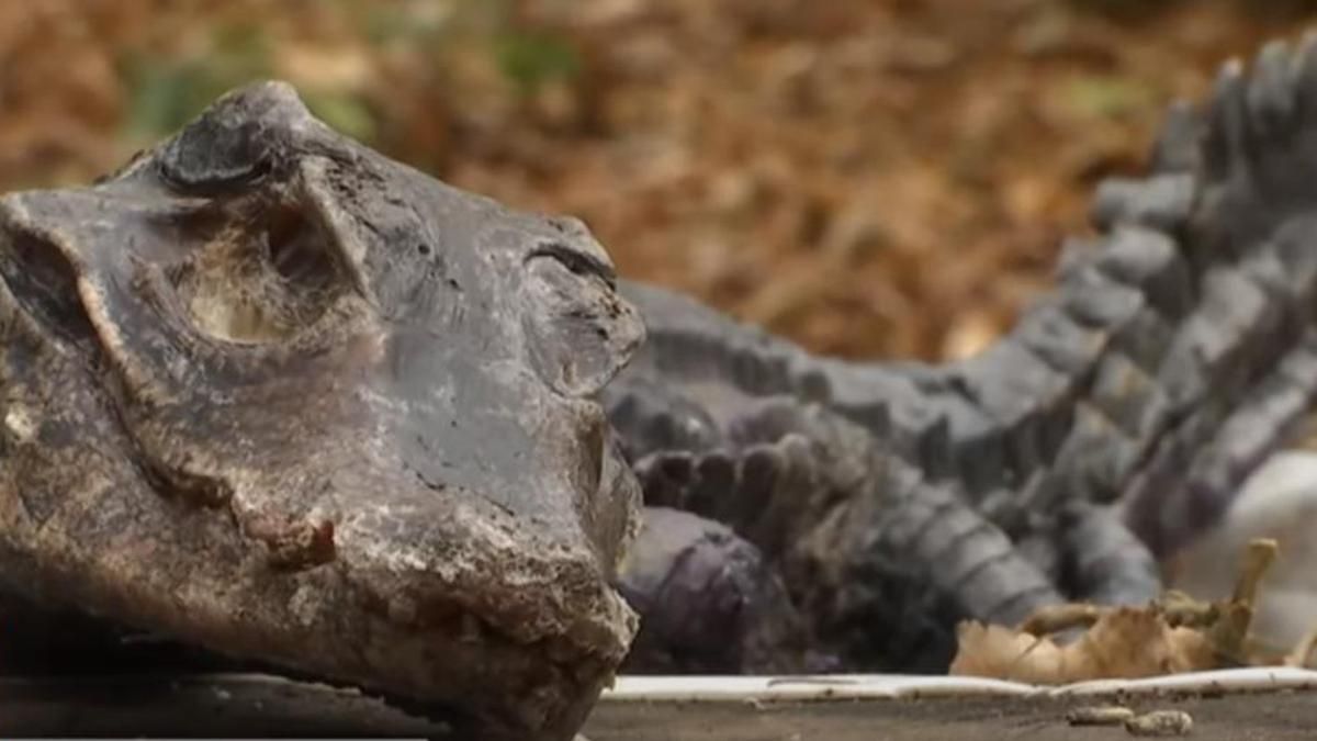 Не вылечили и выбросили: подробности таинственной находки мертвого крокодила в Киеве