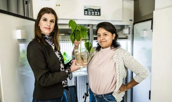 Вчені-дослідниці, які працювали над технологією Вчені-дослідниці, які працювали над технологією