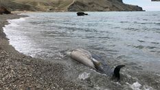 Мертві дельфіни на берегах: як військові навчання Росії знищують Крим