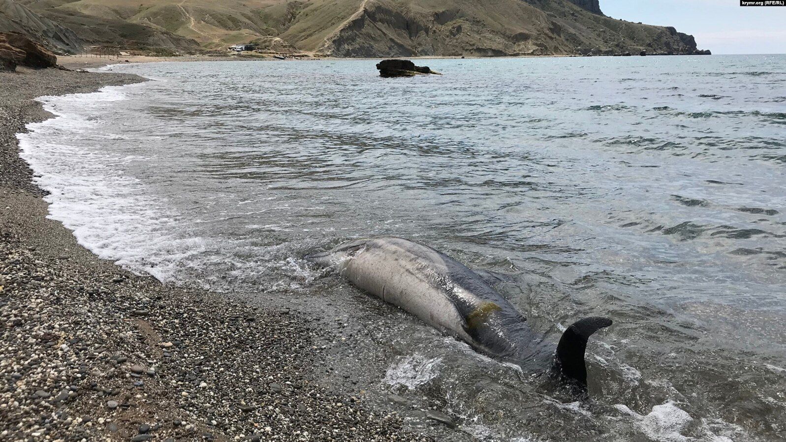 Мертві дельфіни на берегах: як військові навчання Росії знищують Крим - Новини Керчі - 24 Канал