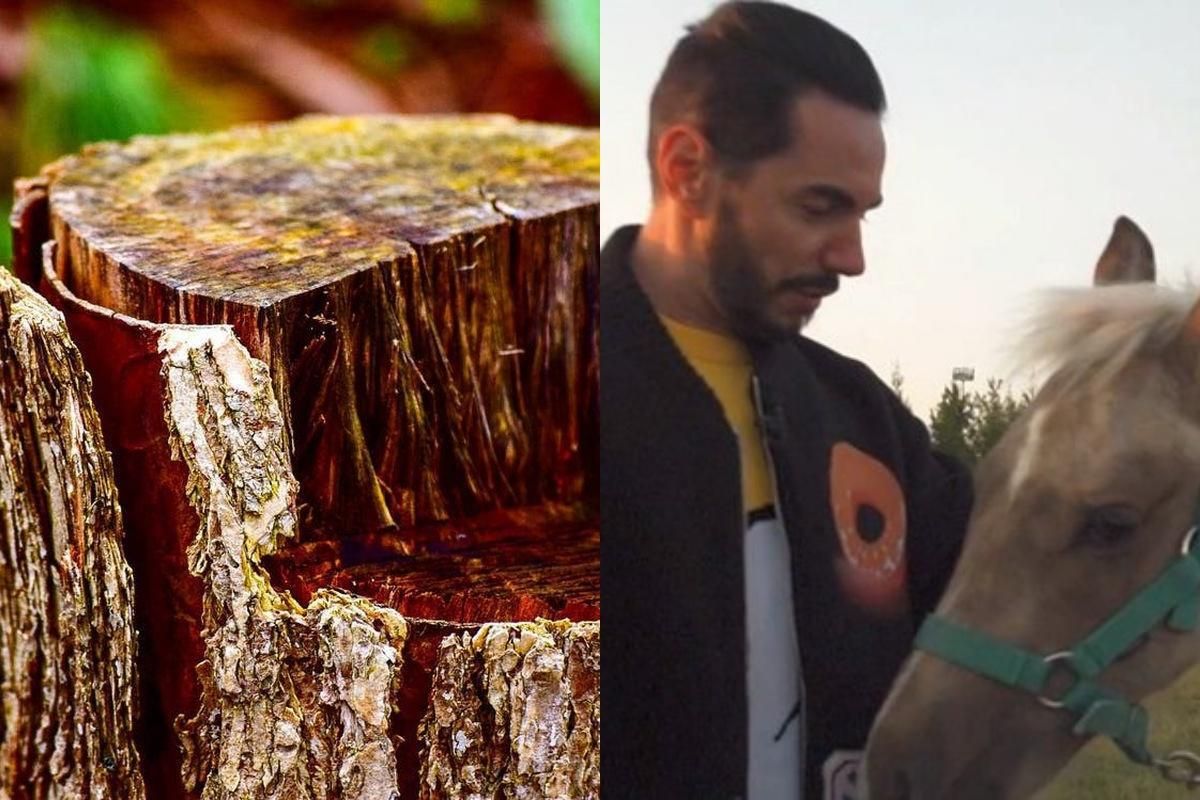 "Вырывали с корнями": в России выкорчевали пни в поисках 100 долларов от "Орла и решки" "Вырывали с корнями": в России выкорчевали пни в поисках 100 долларов от "Орла и решки"