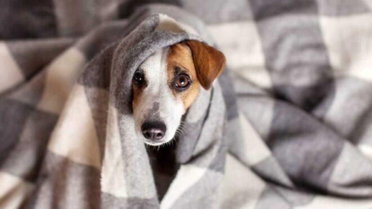 Мокрый снег и мороз до -11: в Украину идет похолодание Мокрый снег и мороз до -11: в Украину идет похолодание