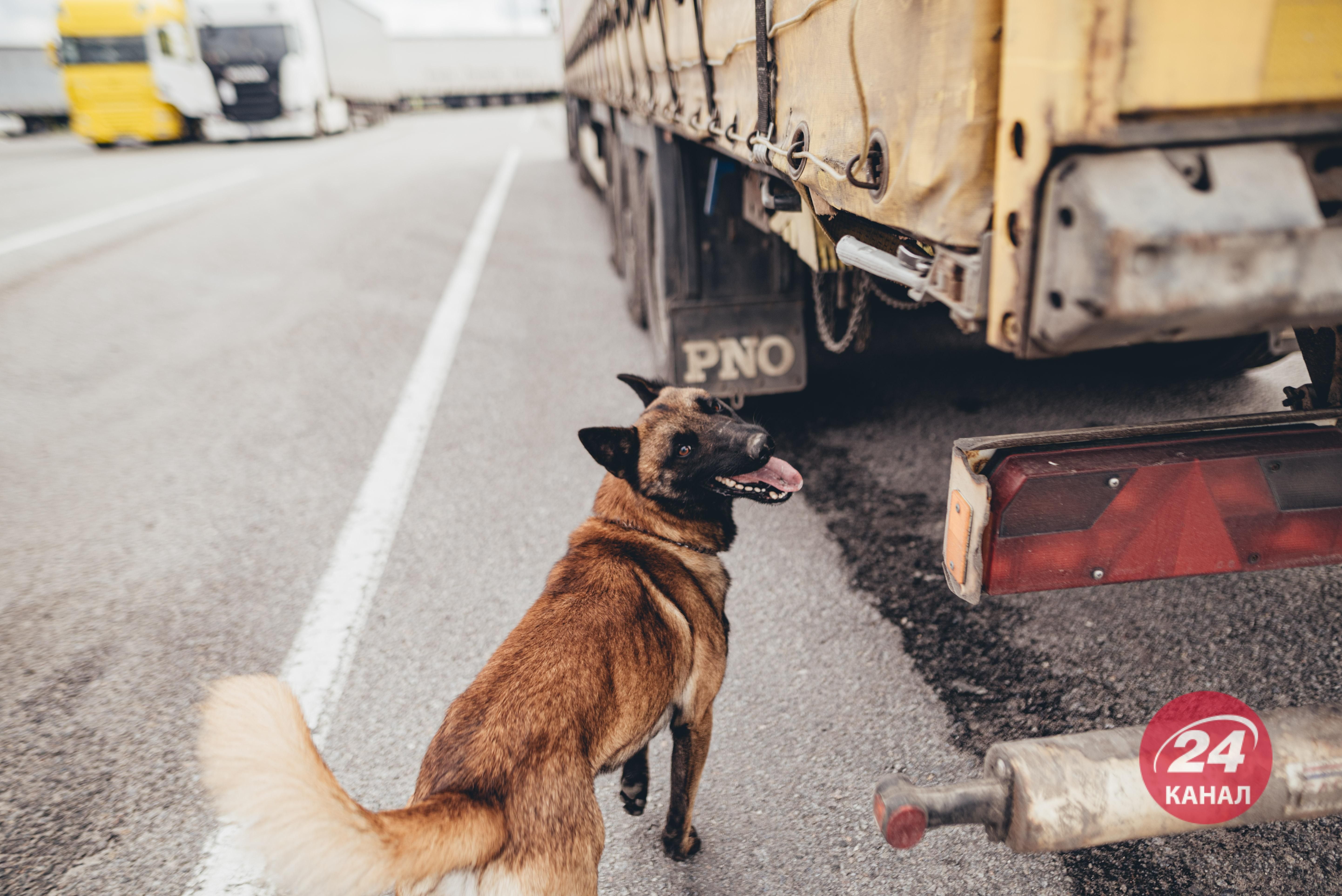 У ДПСУ розповіли, як кінолог погрожував гранатами задля порятунку собаки - 24 Канал