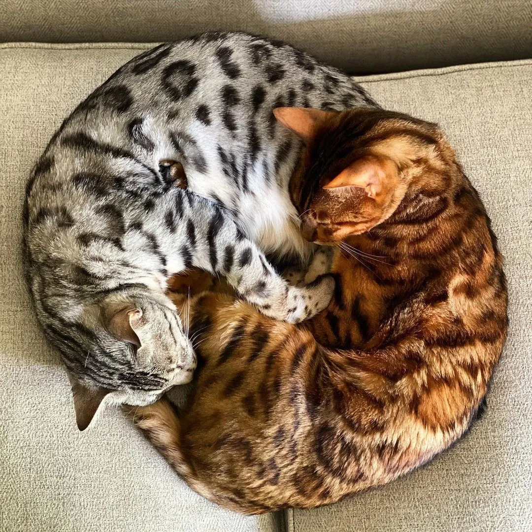 Бенгальські коти  Бенгальські коти