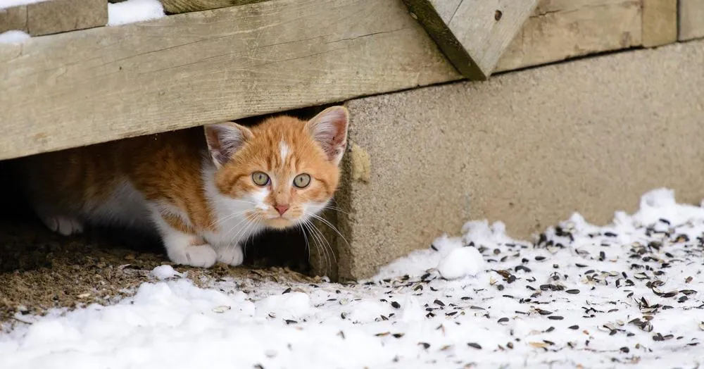 Безпритульні коти