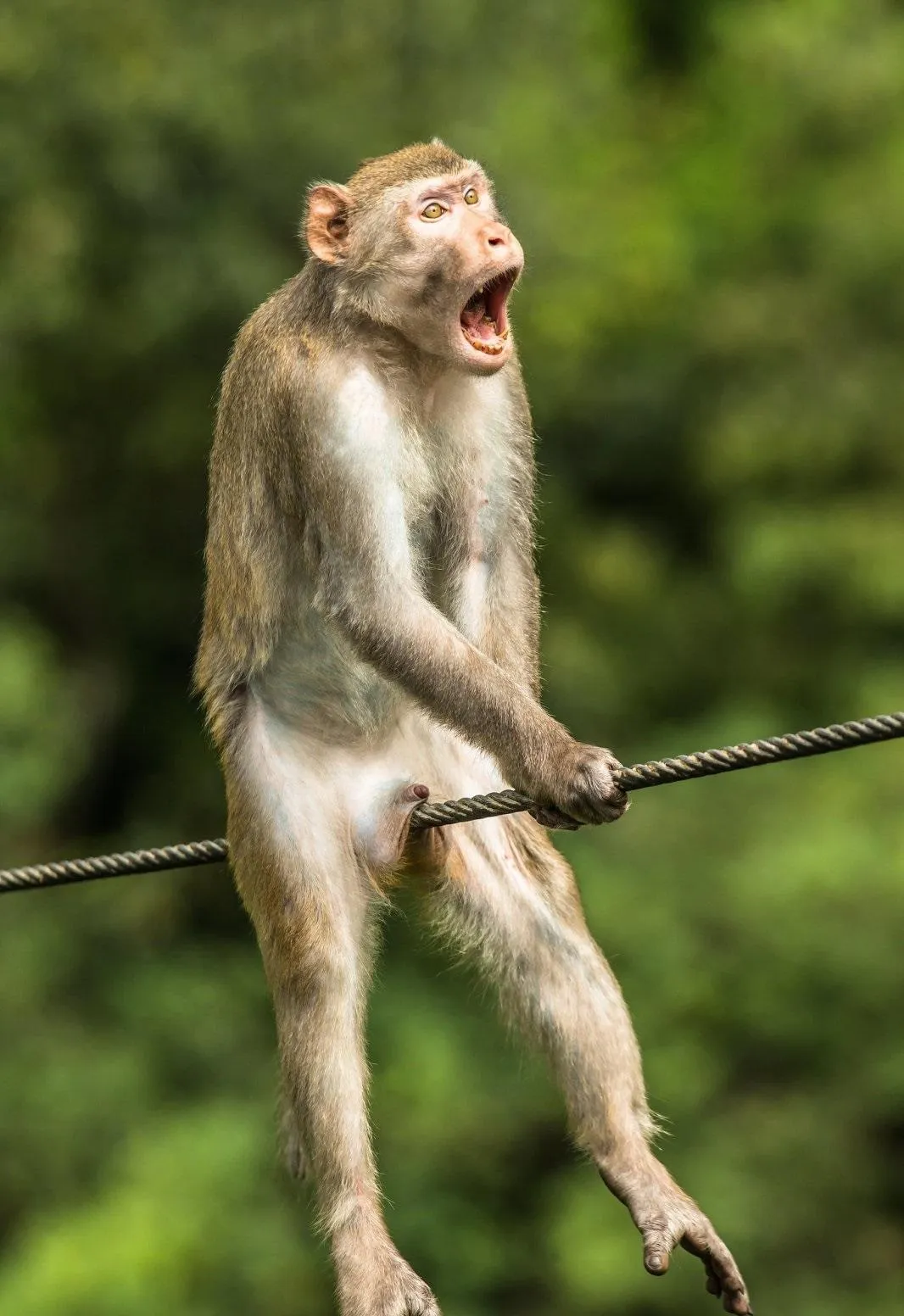 Обрано найсмішнішу фотографію дикої природи 2021 року Обрано найсмішнішу фотографію дикої природи 2021 року