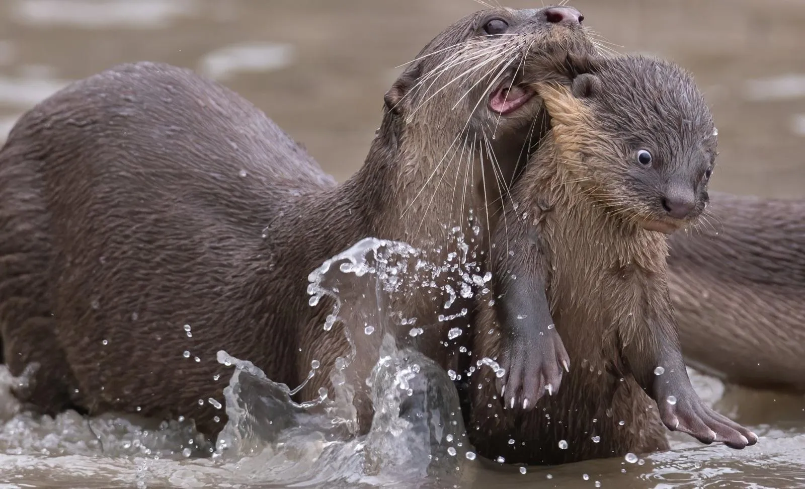 Обрано найсмішнішу фотографію дикої природи 2021 року Обрано найсмішнішу фотографію дикої природи 2021 року
