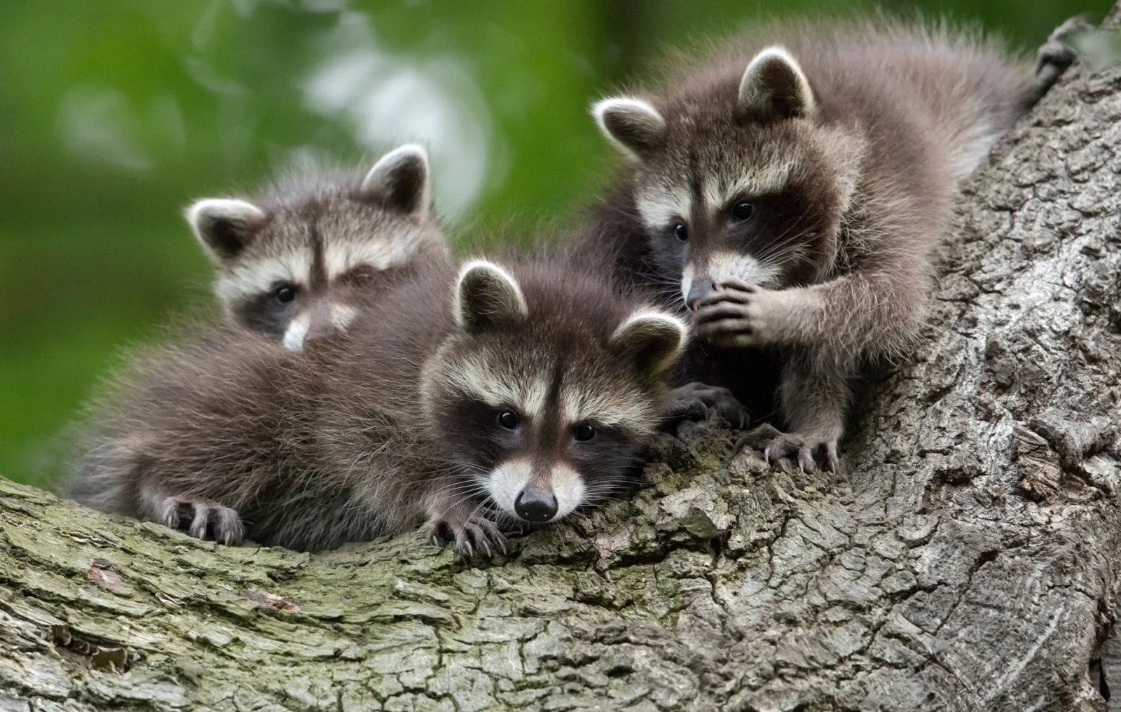 Обрано найсмішнішу фотографію дикої природи 2021 року Обрано найсмішнішу фотографію дикої природи 2021 року