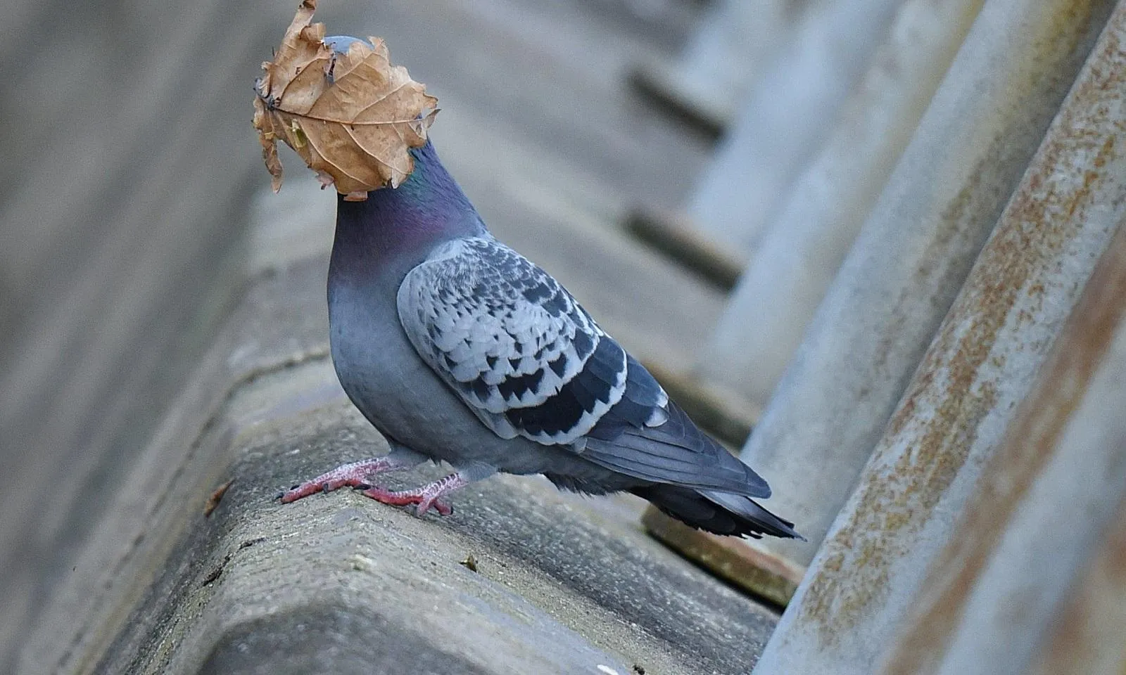 Обрано найсмішнішу фотографію дикої природи 2021 року Обрано найсмішнішу фотографію дикої природи 2021 року