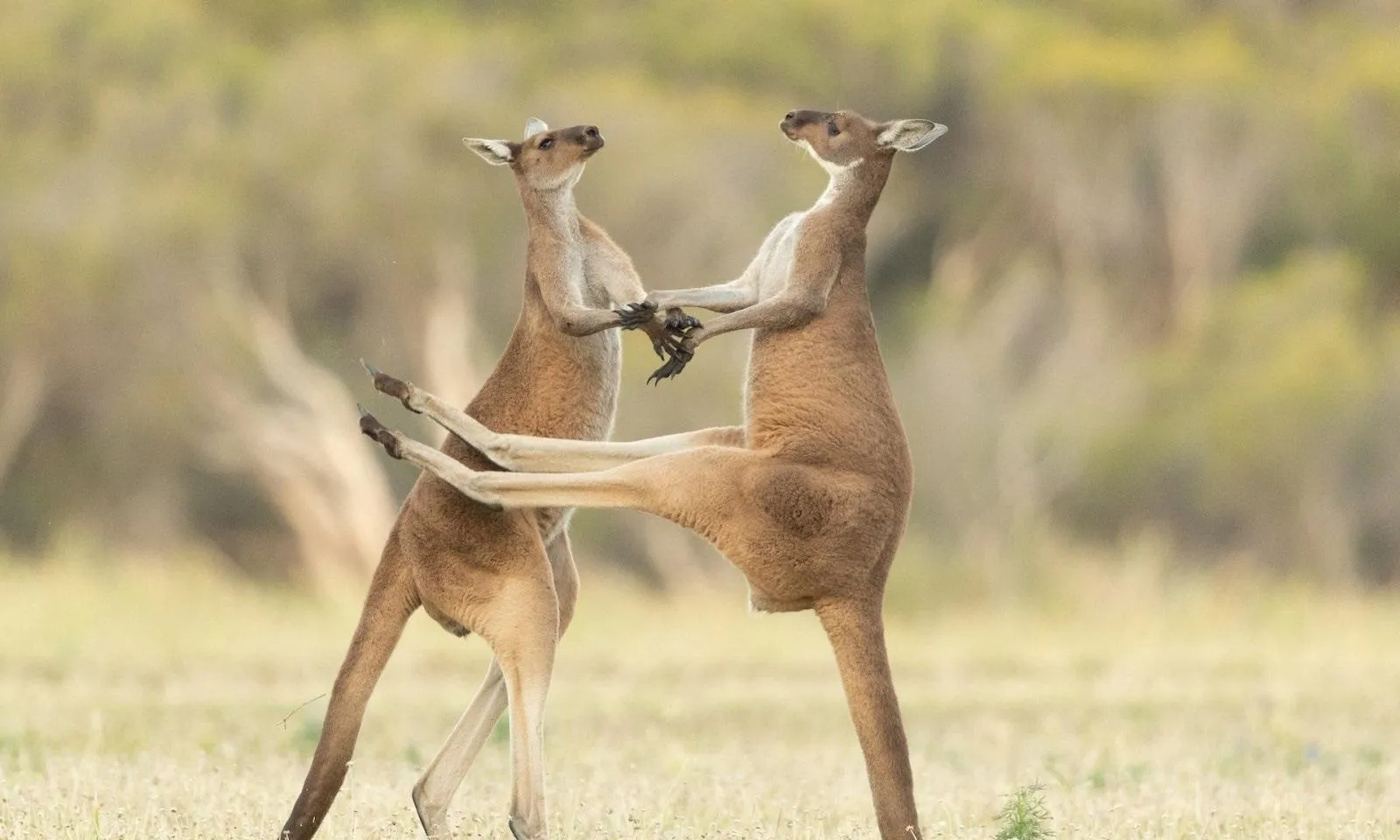Обрано найсмішнішу фотографію дикої природи 2021 року Обрано найсмішнішу фотографію дикої природи 2021 року