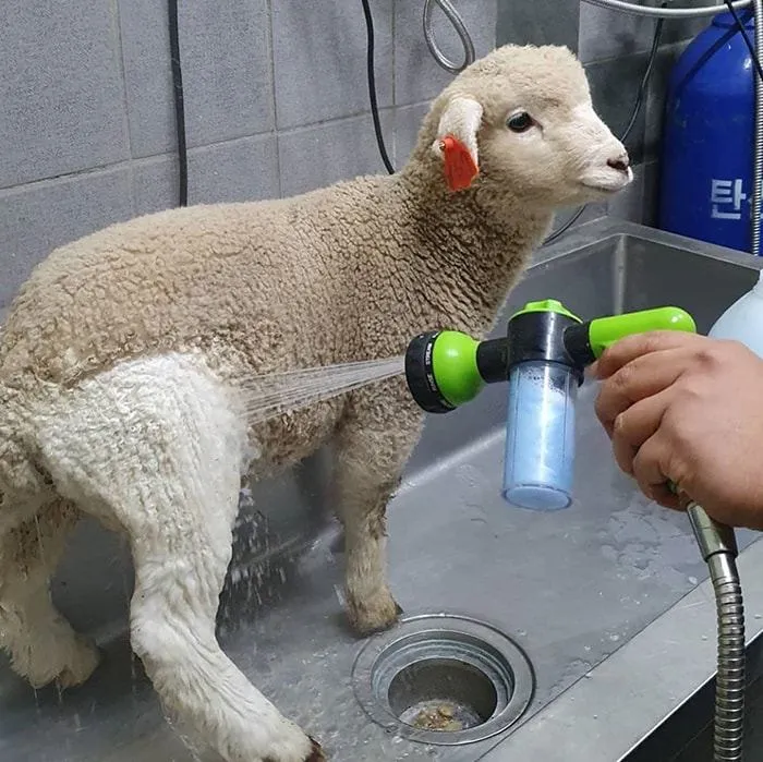 Як міняються овечки після купання