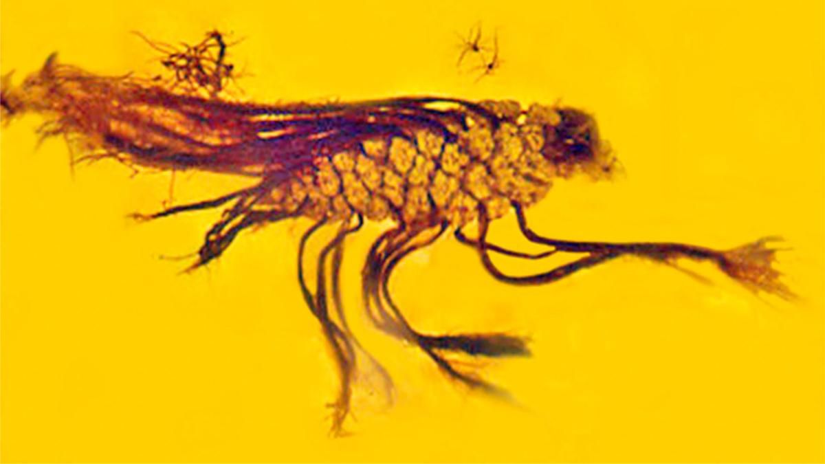 Рідкісна знахідка: у бурштині виявили проросле насіння, якому мільйони років - Новини технологій - Техно Рідкісна знахідка: у бурштині виявили проросле насіння, якому мільйони років - Новини технологій - Техно