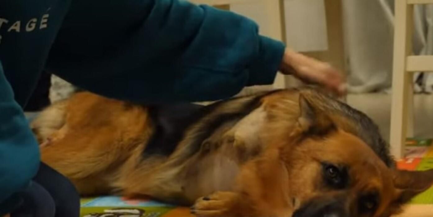 У Броварах домашній пес залишився без лапи через агресивних мастифів, яких не годує власниця - Новини Києва - Київ У Броварах домашній пес залишився без лапи через агресивних мастифів, яких не годує власниця - Новини Києва - Київ