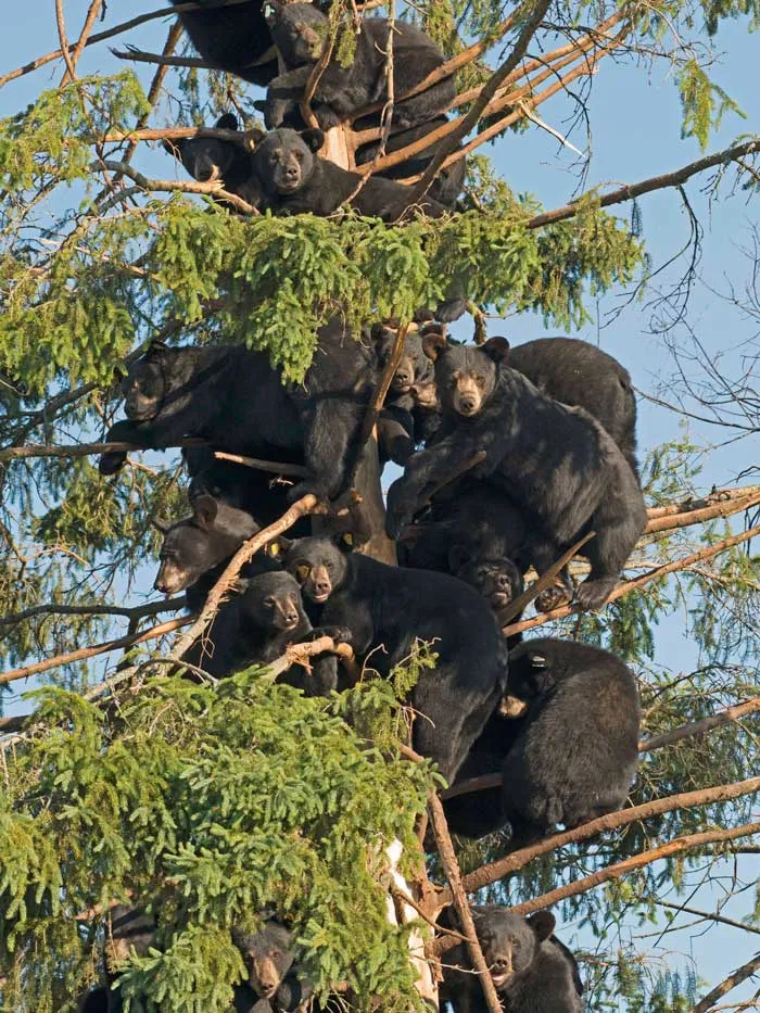 Забавные фото медведей