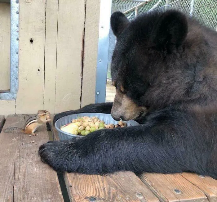 Забавные фото медведей