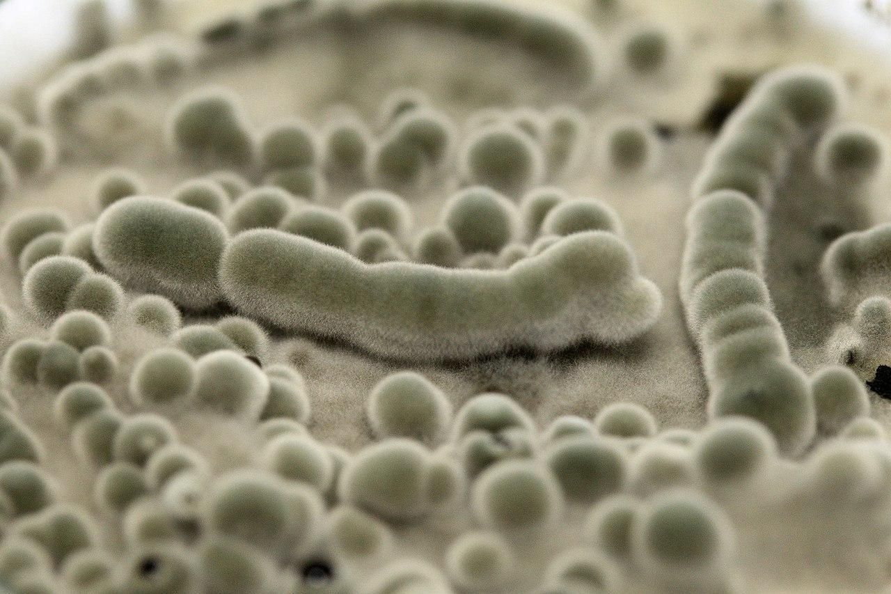 Захистити астронавтів від космічної радіації допоможе грибок: перспективне відкриття - Новини технологій - Техно Захистити астронавтів від космічної радіації допоможе грибок: перспективне відкриття - Новини технологій - Техно