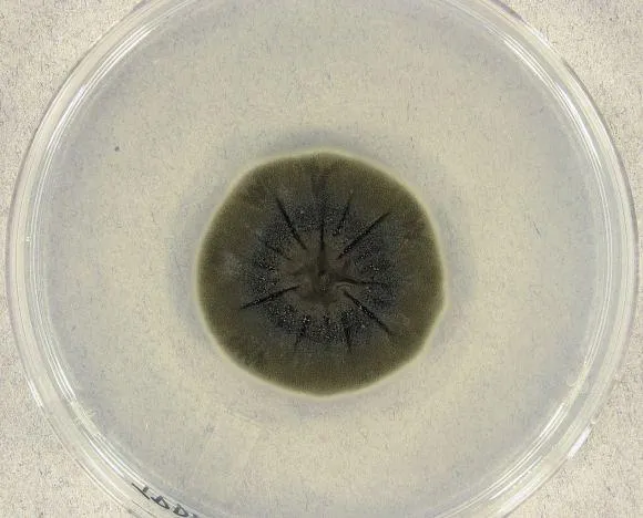 Cladosporium sphaerospermum Cladosporium sphaerospermum