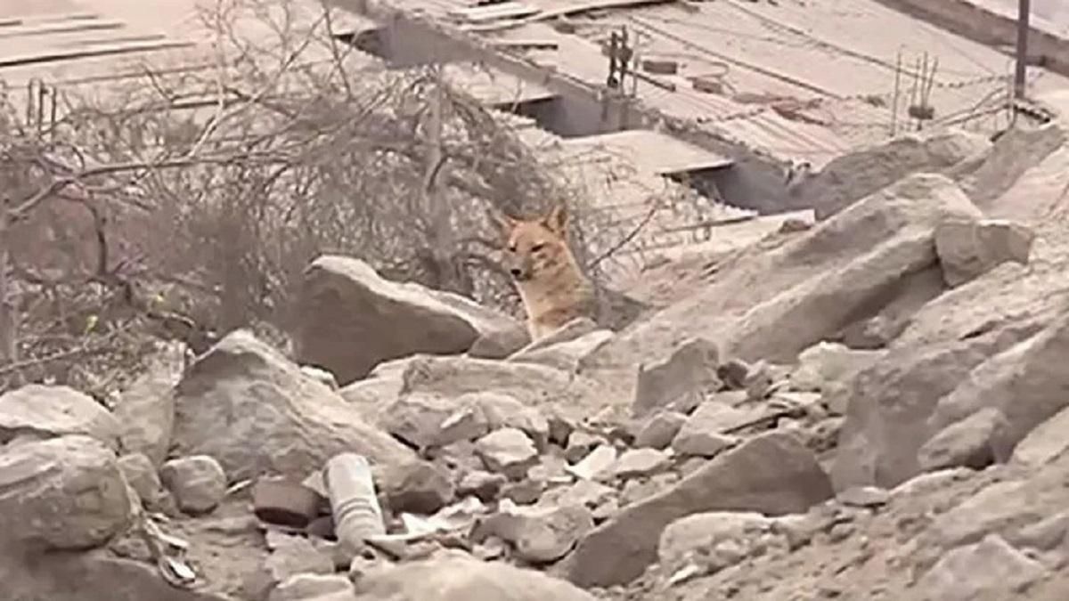 Лиса, а не хаски: домашний любимец, которого принимали за собаку, оказался хищником