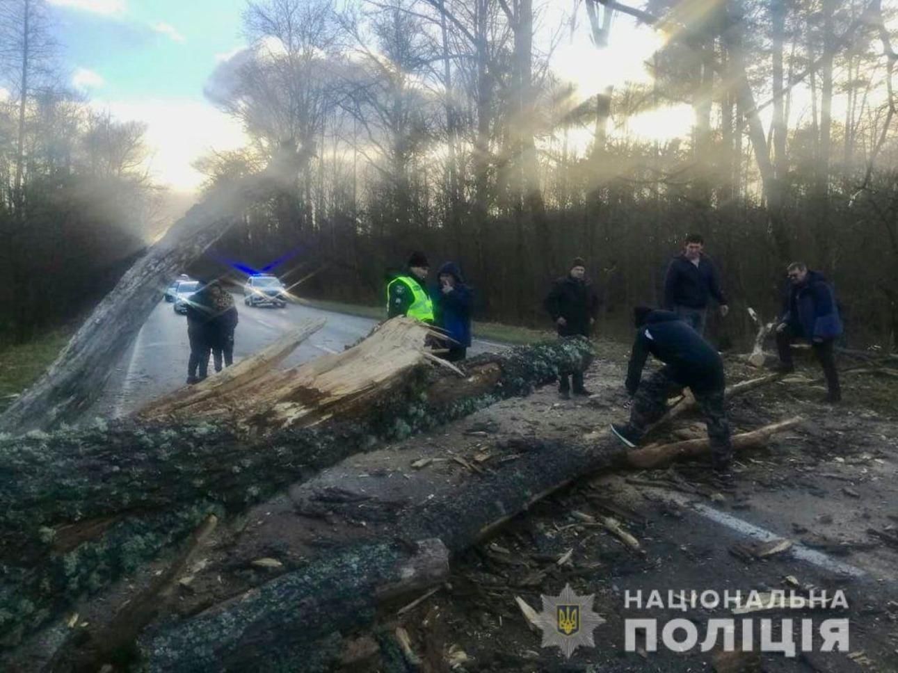 По Украине пронеслась непогода: сильный ветер валил деревья – красноречивые фото