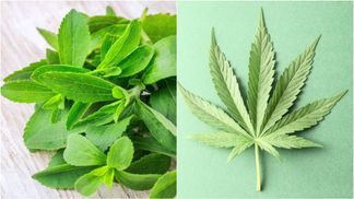 Руководство индийского Amazon обвиняют в контрабанде наркотиков