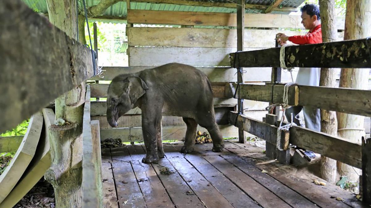 В Індонезії слоненя втратило пів хобота через браконьєрів: невдовзі тварина померла - 24 Канал