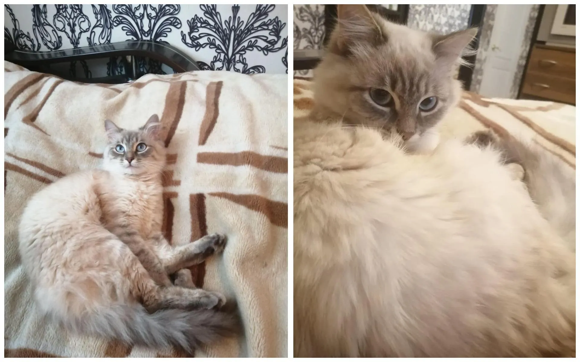 Кицька Міла Харків Світ тварин Застрягла Порятунок 21 листопада 2021 Кицька Міла Харків Світ тварин Застрягла Порятунок 21 листопада 2021