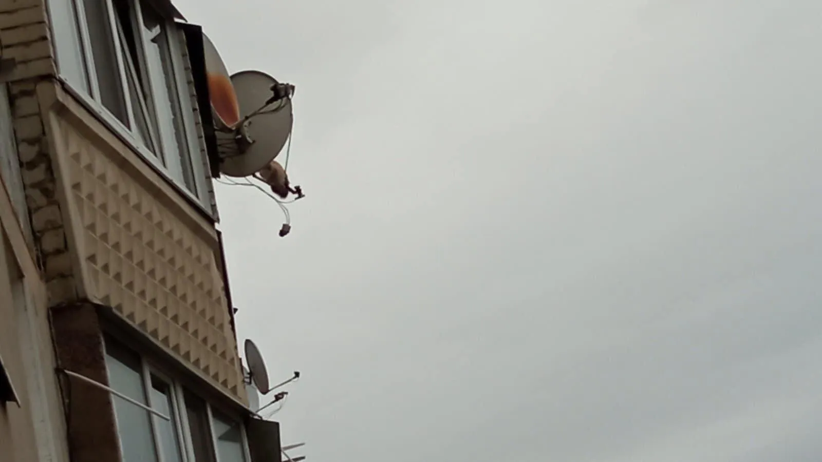 Кицька Світ тварин 21 листопада 2021 Кицька Світ тварин 21 листопада 2021