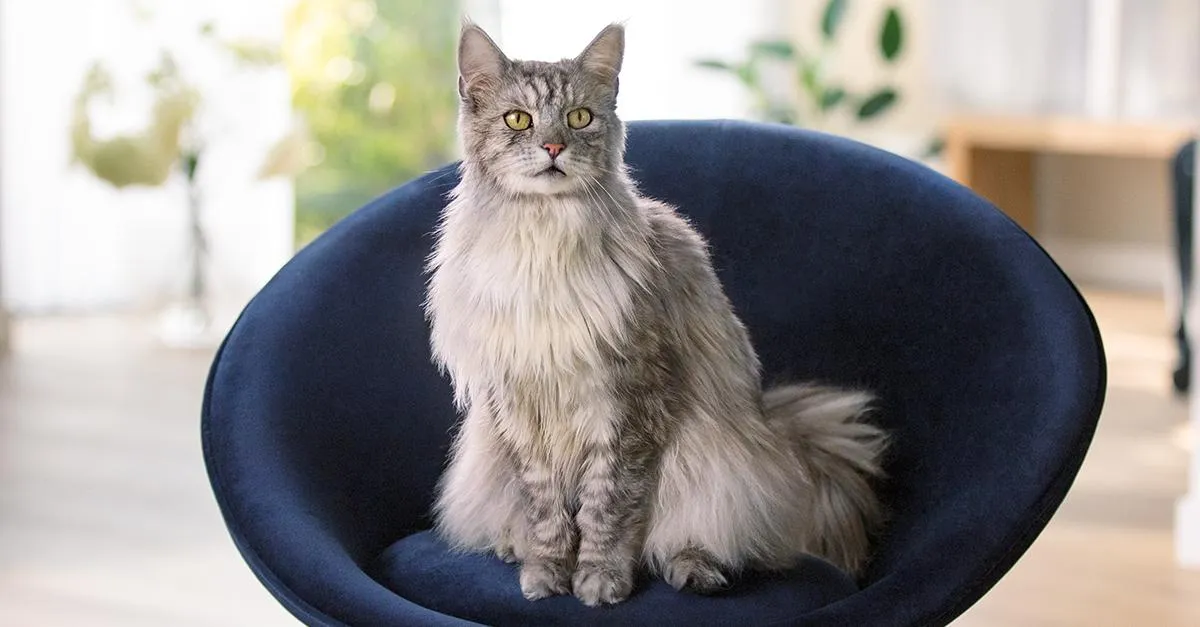 Мікс сухого та вологого кормів Мікс сухого та вологого кормів