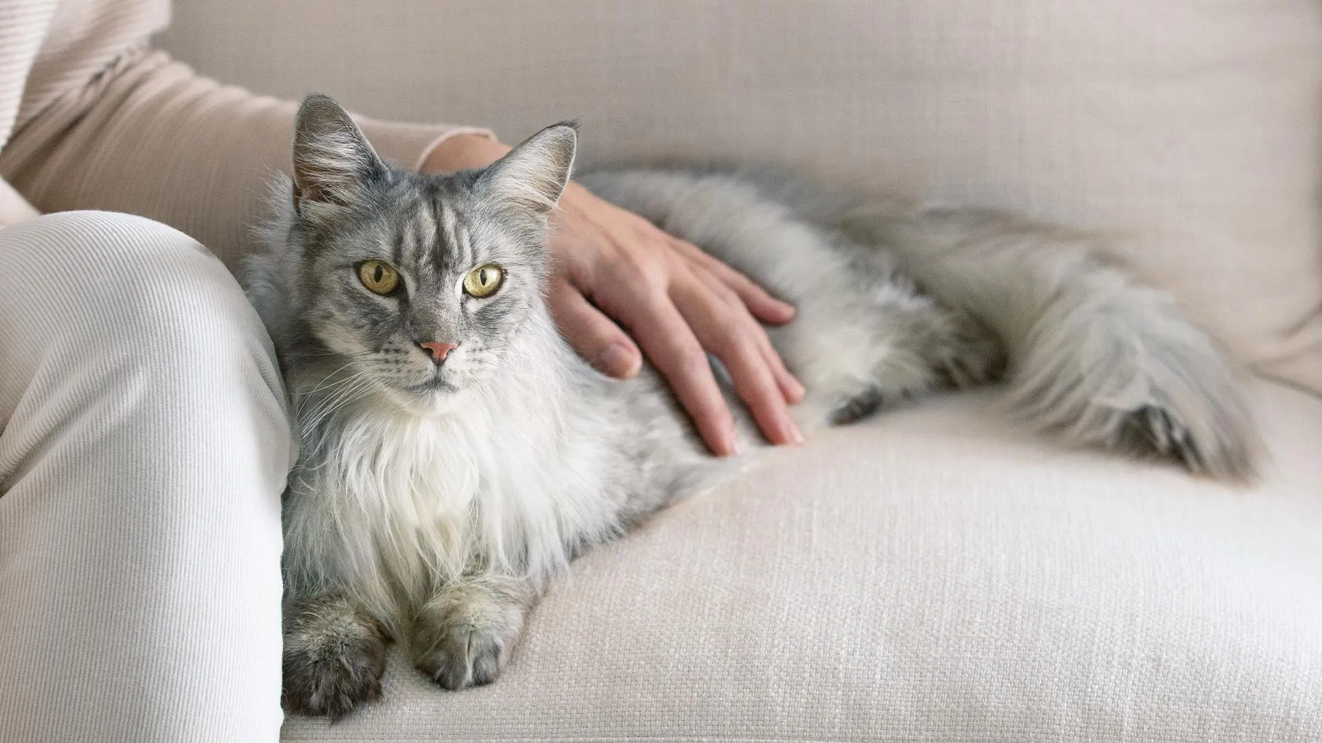 Мікс сухого та вологого кормів Мікс сухого та вологого кормів