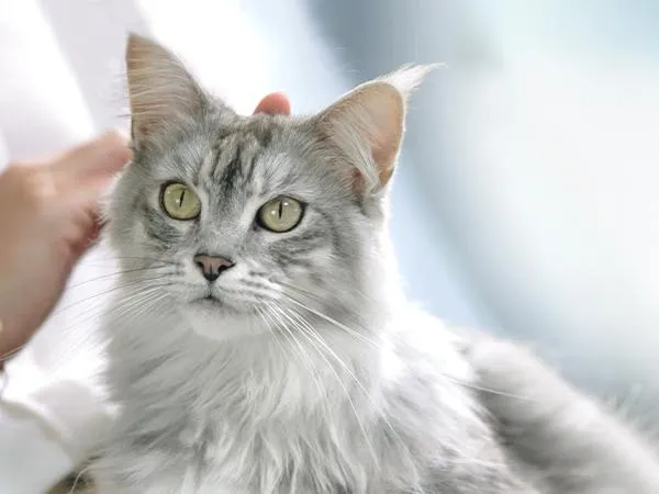 Мікс сухого та вологого кормів Мікс сухого та вологого кормів