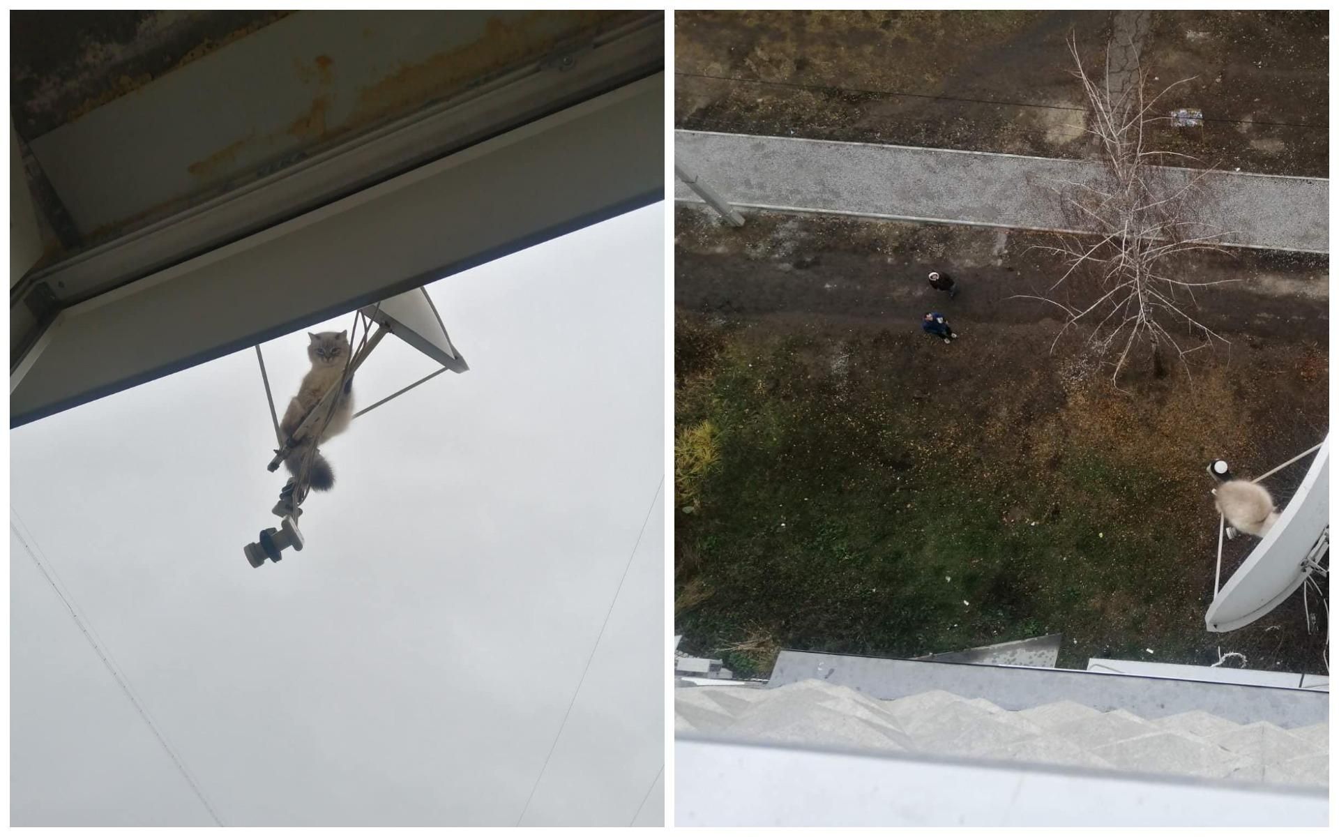 В Харькове кошка застряла на антенне на 8 этаже В Харькове кошка застряла на антенне на 8 этаже