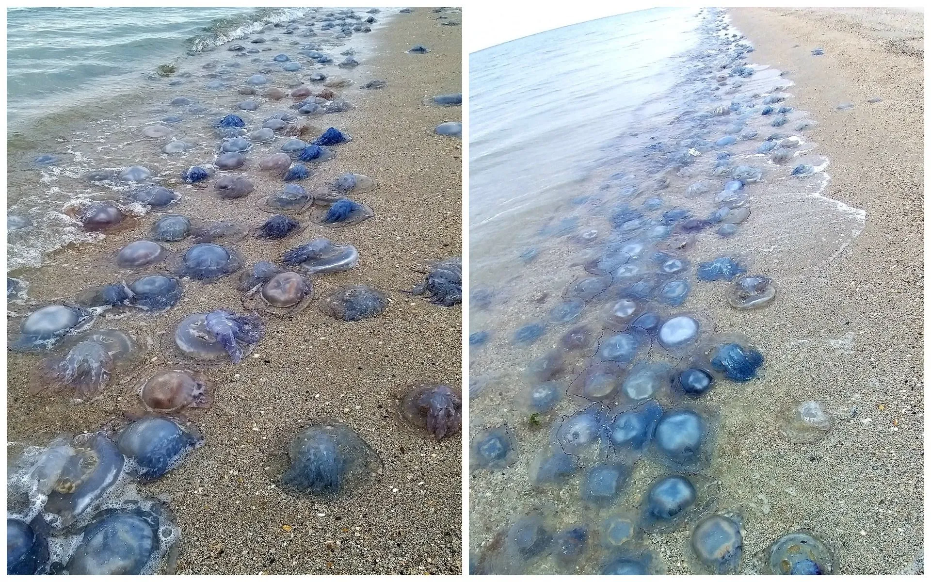 Медузи Тузлівські лимани 21 листопада 2021 Медузи Тузлівські лимани 21 листопада 2021