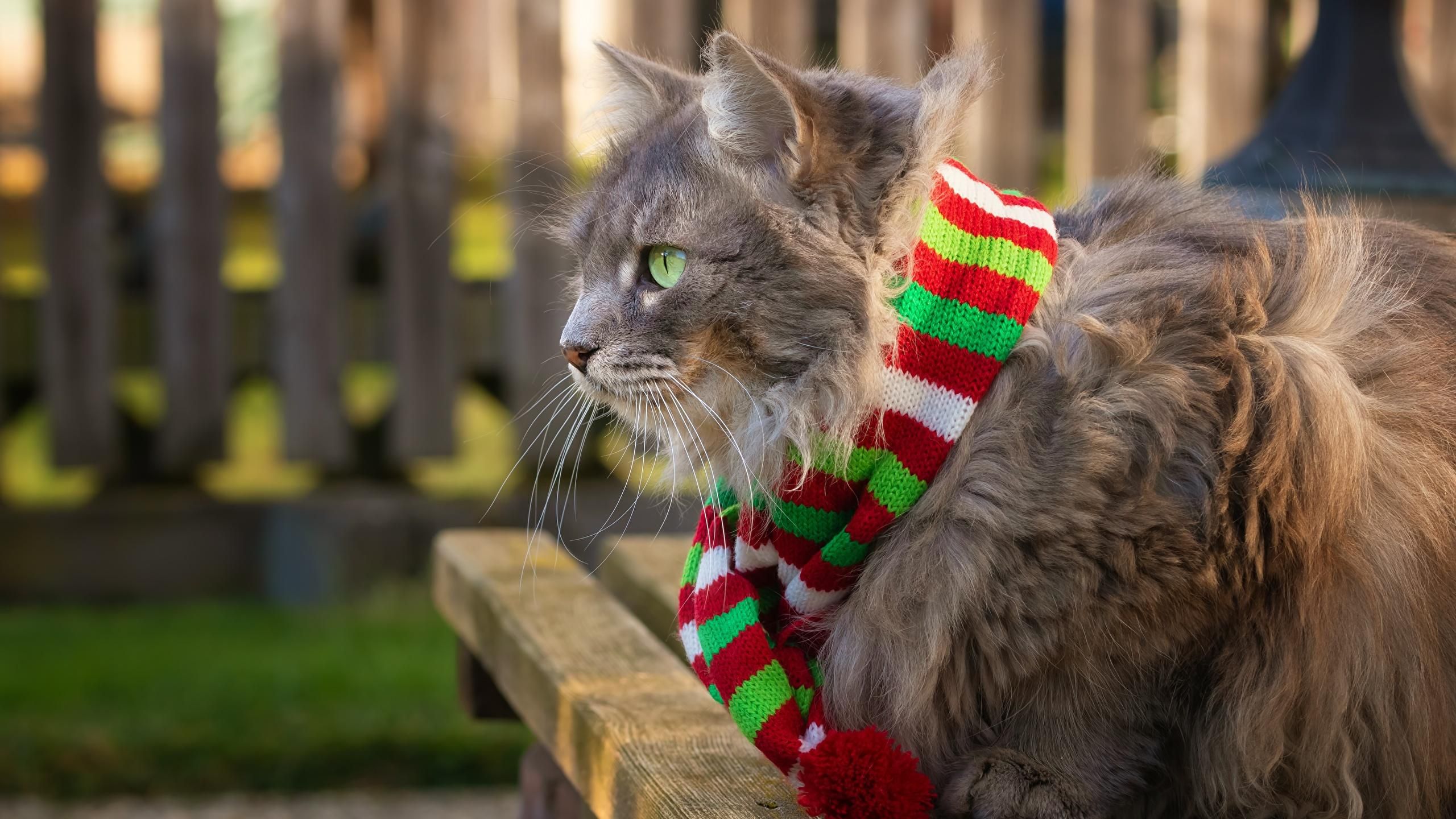 Погода на 23 ноября 2021 в Украине: что прогнозируют синоптики Погода на 23 ноября 2021 в Украине: что прогнозируют синоптики