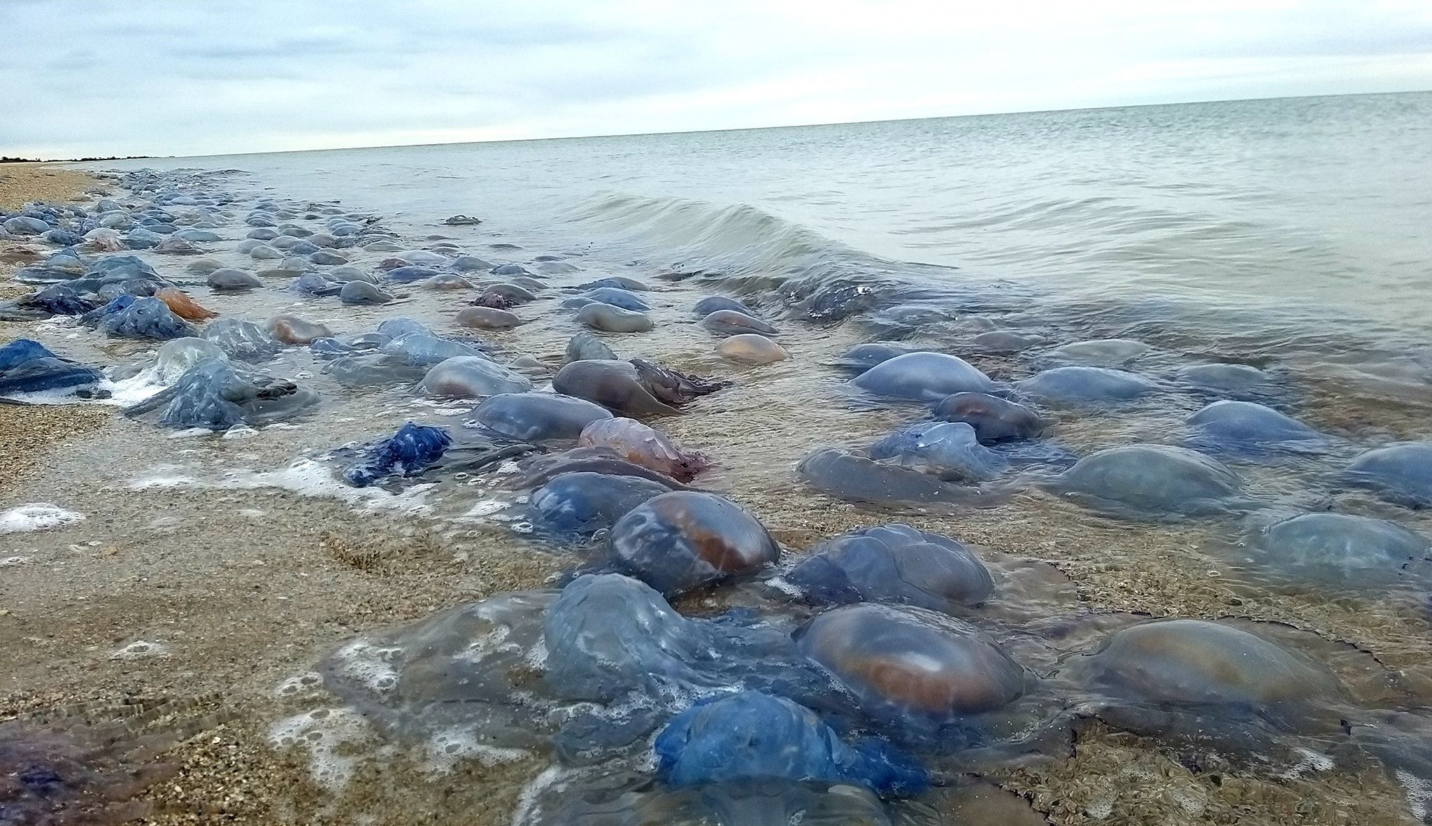 В Одесской области в результате шторма на берег выбросило около миллиона медуз: потрясающие фото В Одесской области в результате шторма на берег выбросило около миллиона медуз: потрясающие фото