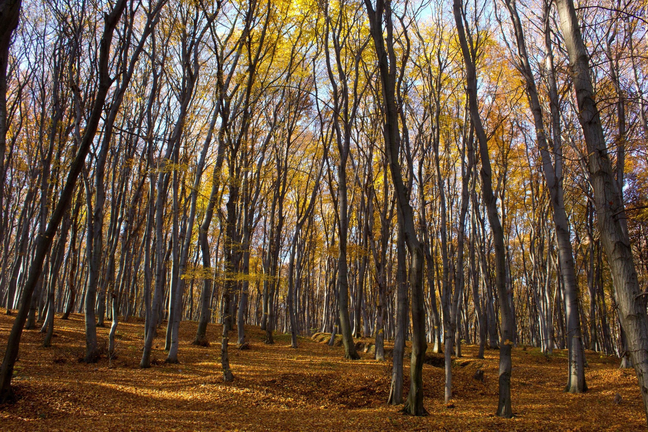 Выстрелил в добычу: на Тернопольщине охотник ранил бабушку и ее внучку Выстрелил в добычу: на Тернопольщине охотник ранил бабушку и ее внучку