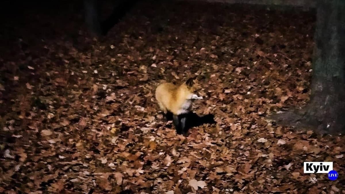В Соломенском районе Киева увидели лис, которые совсем не боятся людей В Соломенском районе Киева увидели лис, которые совсем не боятся людей