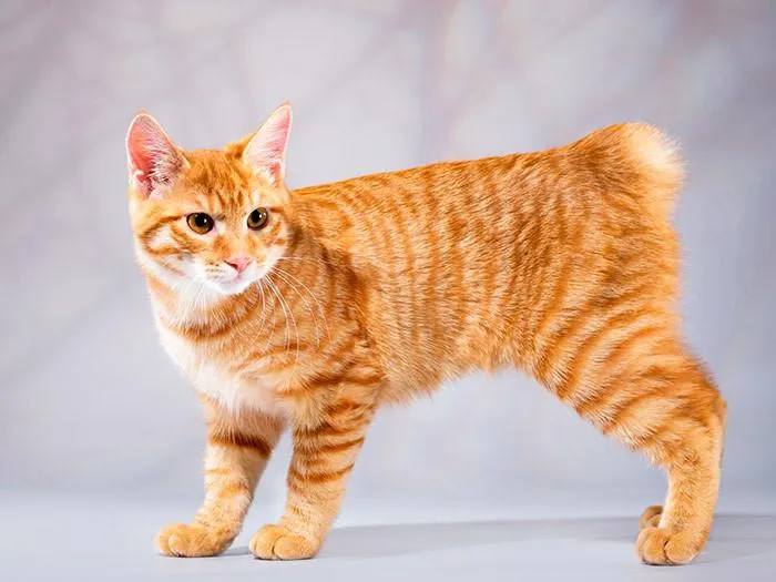 Ученые назвали самые красивые породы кошек