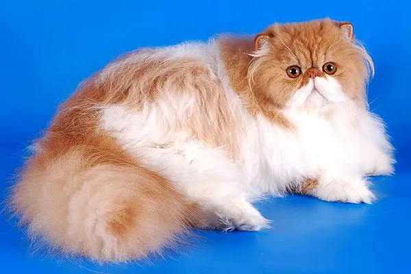Вчені назвали найкрасивіші породи котів