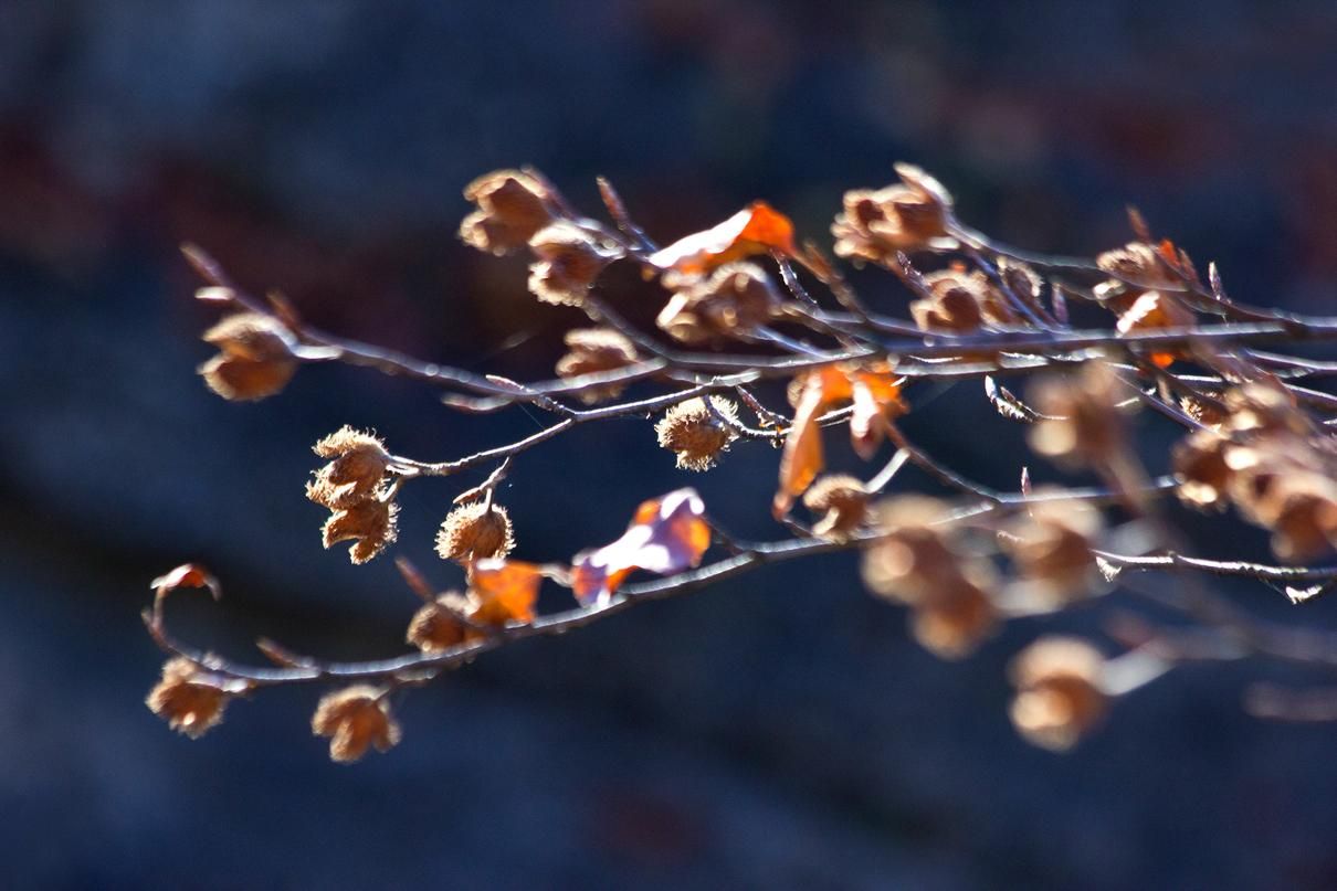 Погода на 24 листопада 2021 в Україні: що прогнозують синоптики Погода на 24 листопада 2021 в Україні: що прогнозують синоптики