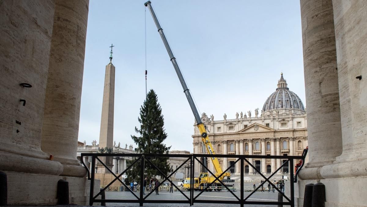 В Ватикан привезли 28-метровую рождественскую елку: праздничные фото красавицы - 24 Канал
