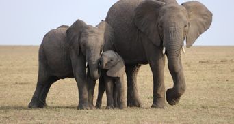 У слонів в Африці стався бейбі-бум: до чого тут пандемія COVID-19