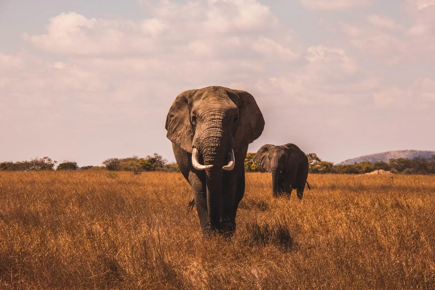 Слони в Африці почали інтенсивно розмножуватися