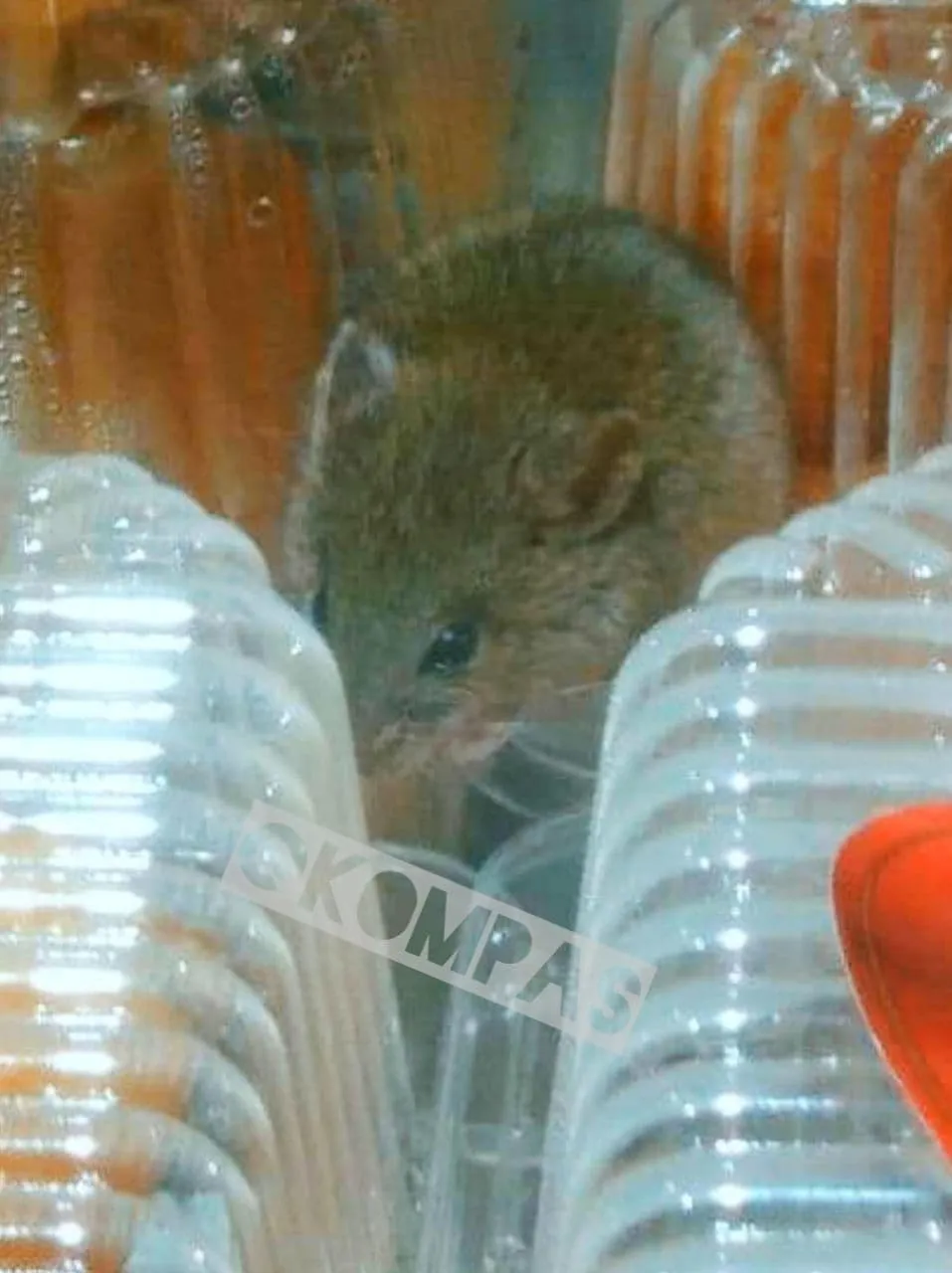 В Одесі миша сиділа на прилавку
