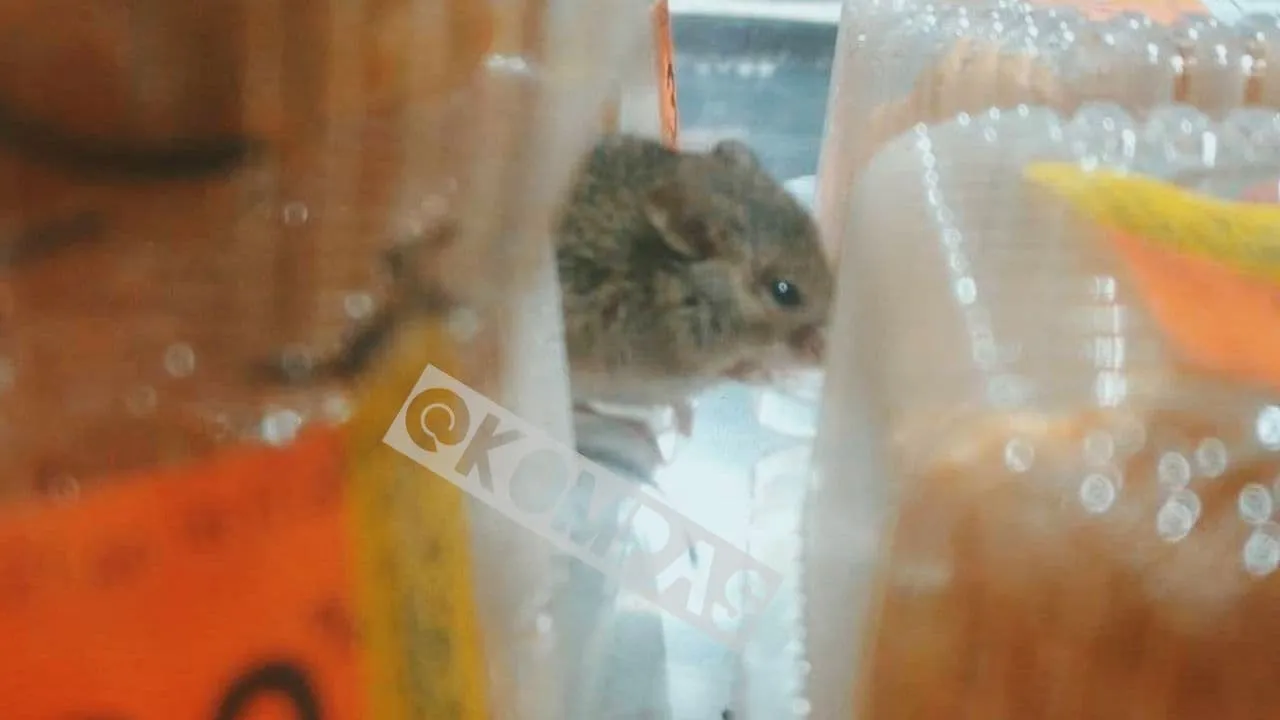 В Одесі миша сиділа на прилавку В Одесі миша сиділа на прилавку