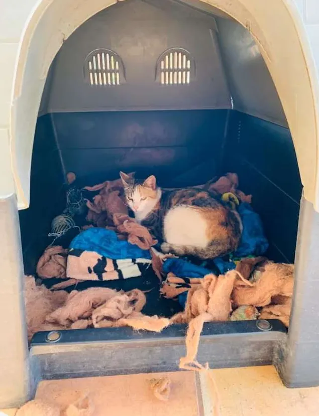 Питбуль отдал свою буду бездомной кошке